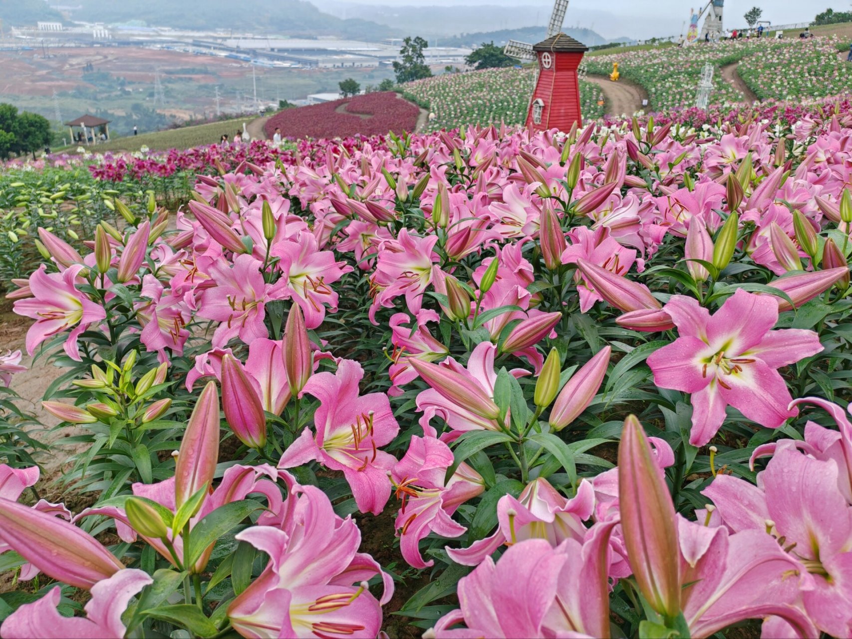 宜宾彩山四季花海 醉蝶花海,百合花海,真的太美了,拍照打卡绝了,这么