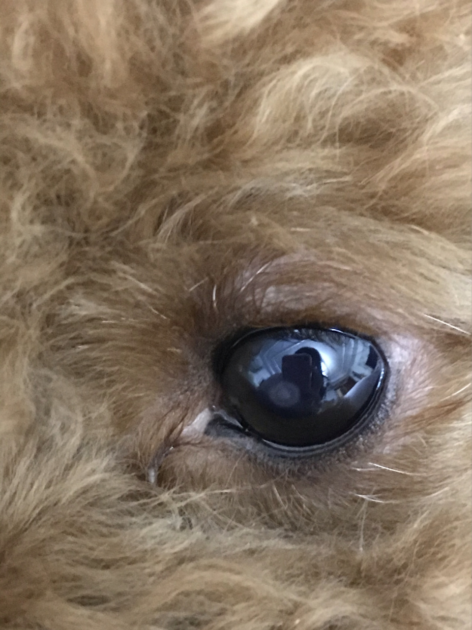 狗狗瞳孔中间白点图片