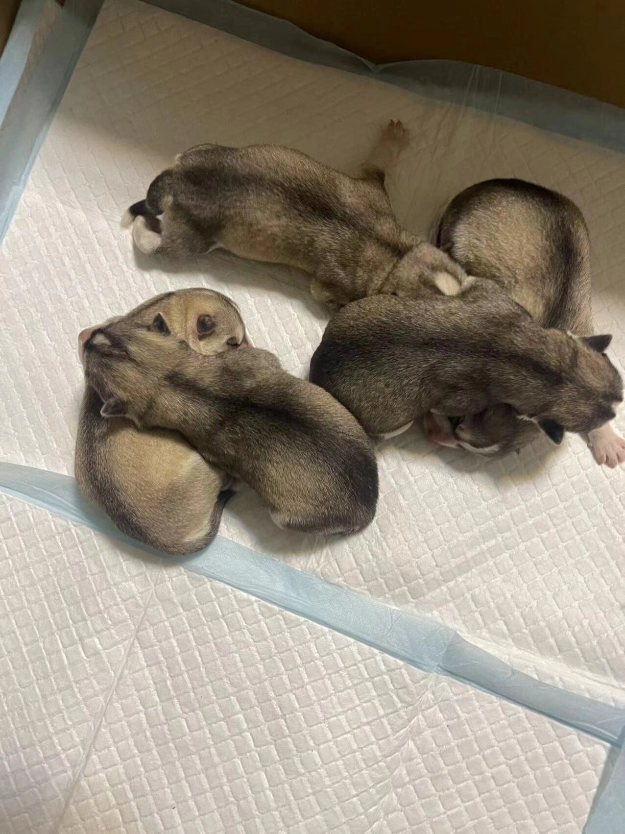 刚出生的哈士奇宝宝长什么样