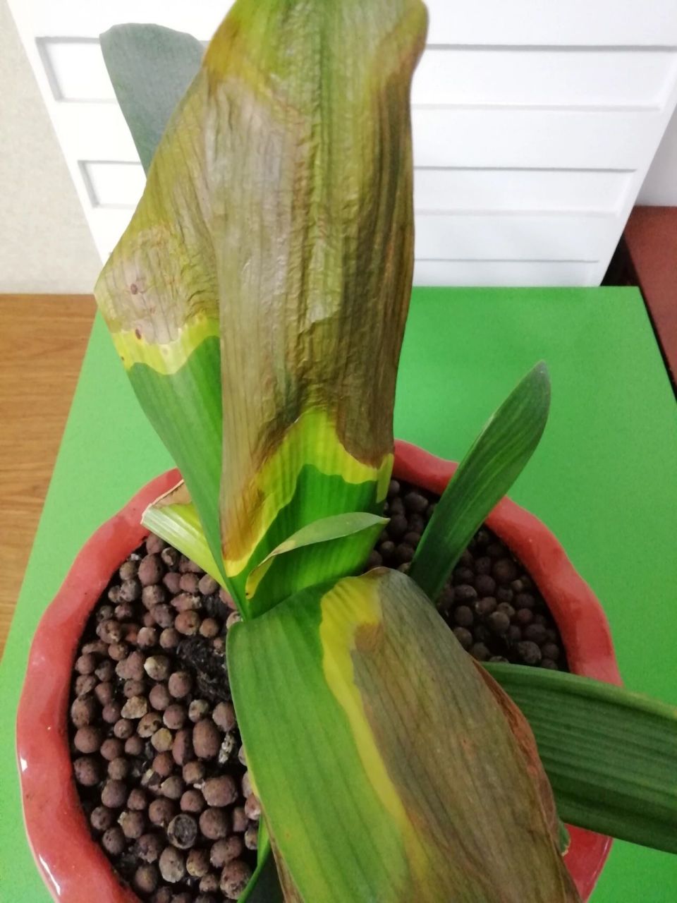 君子兰叶子枯萎 请问,君子兰叶子枯萎成这样是什么原因呀?