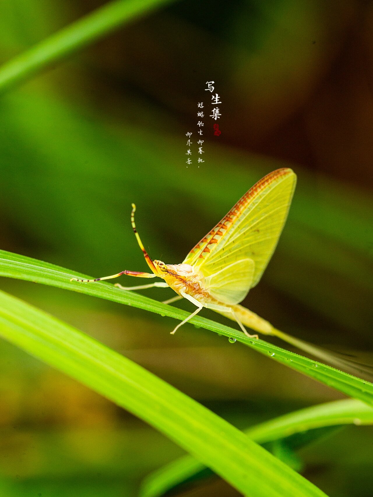 蜉蝣唯美图片