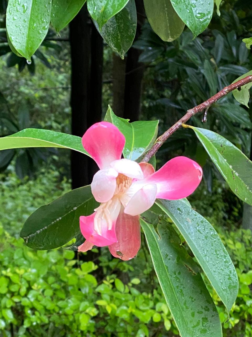 红花木莲   木兰科 木莲属,常绿乔木.