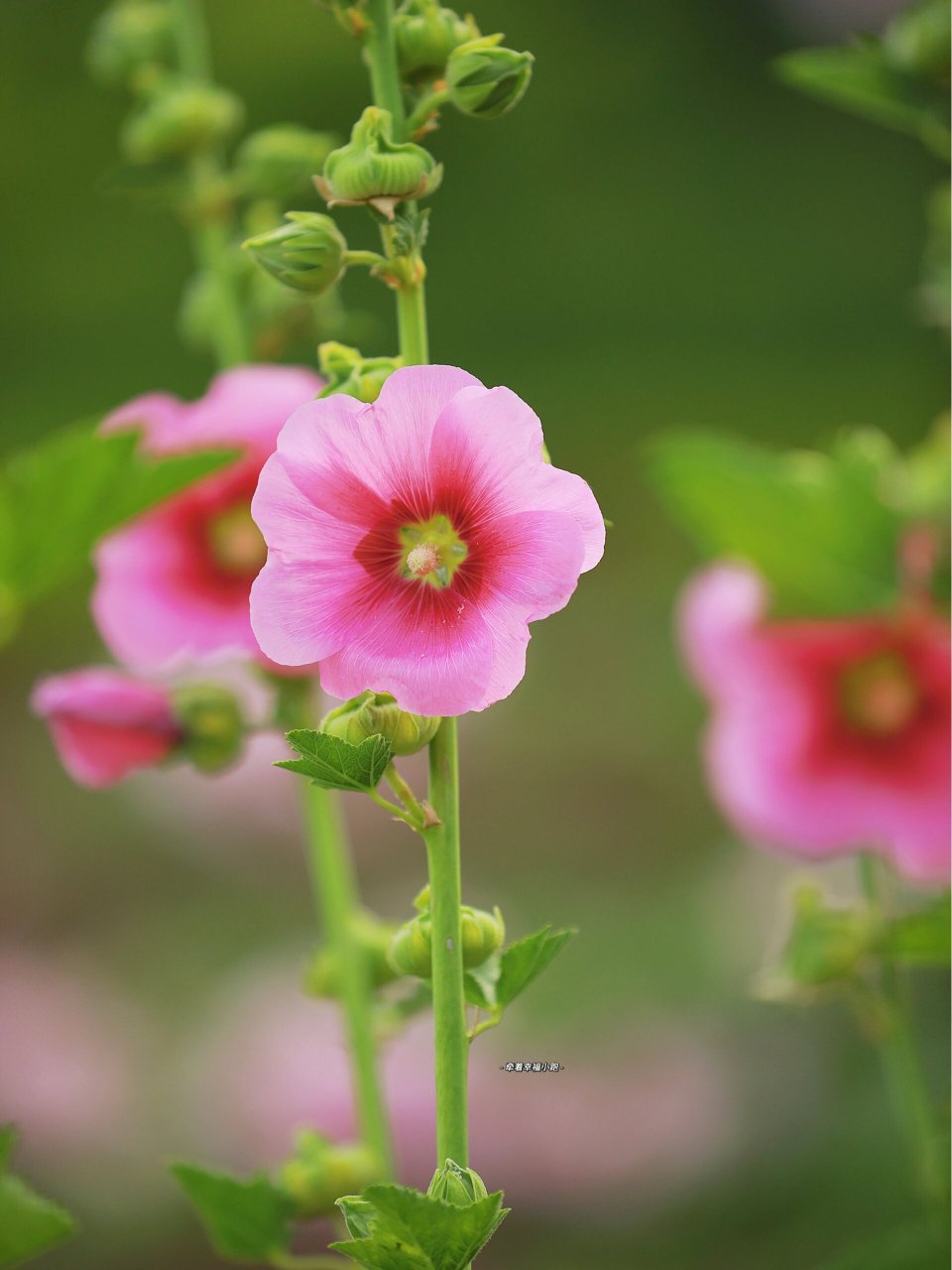 国花蜀葵|家人们快来交换图片喽