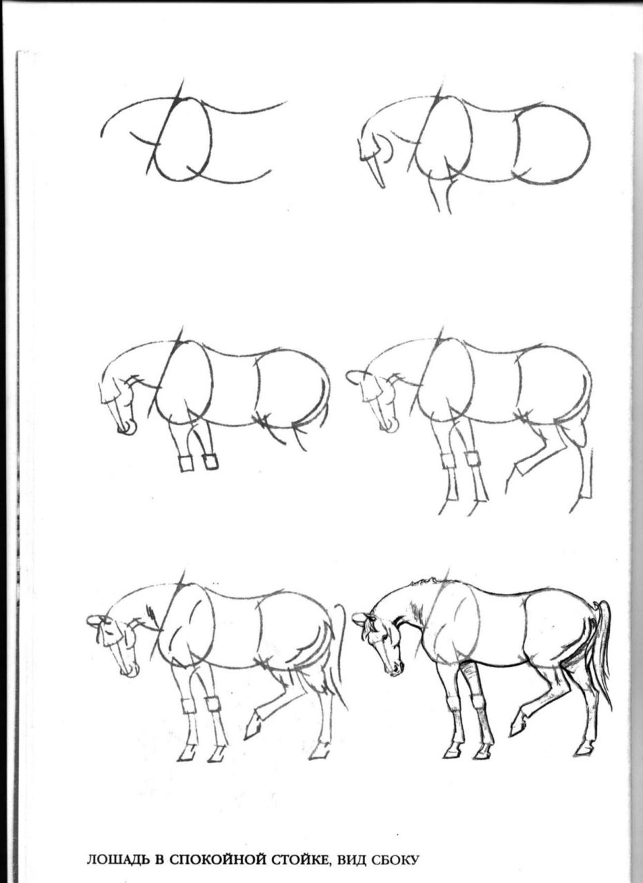 骏马的画法方法图片