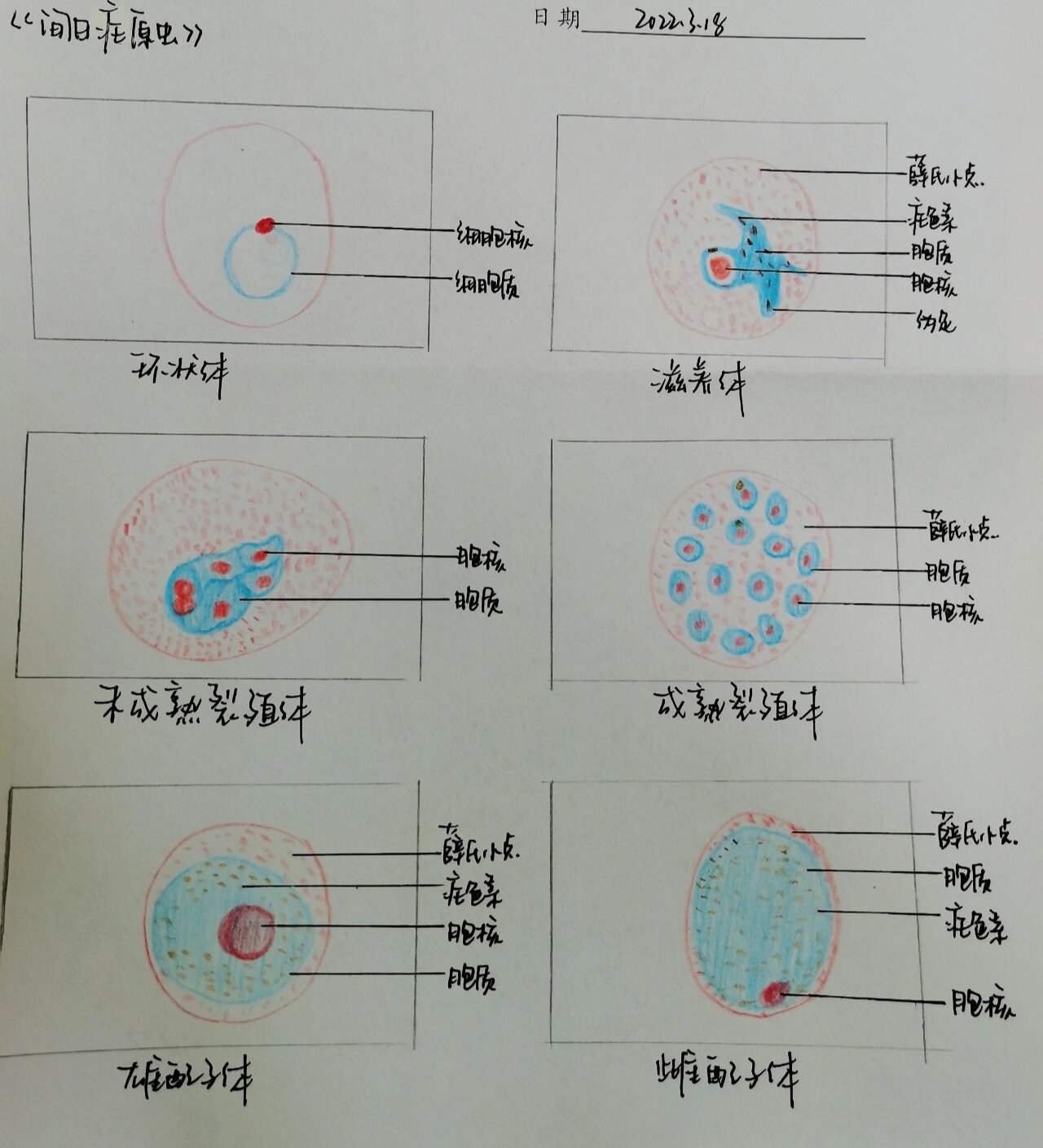 间日疟原虫滋养体图片