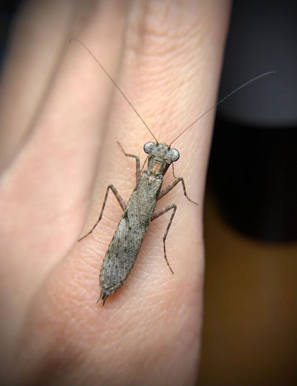 发现广西怪螳～ 稀有的小型螳螂,吃蚂蚁,会摇尾巴[偷笑]#螳螂# #昆虫#