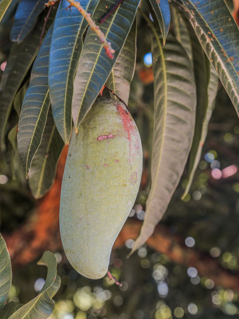 昌江的芒果熟了05喊大家快来摘啦!