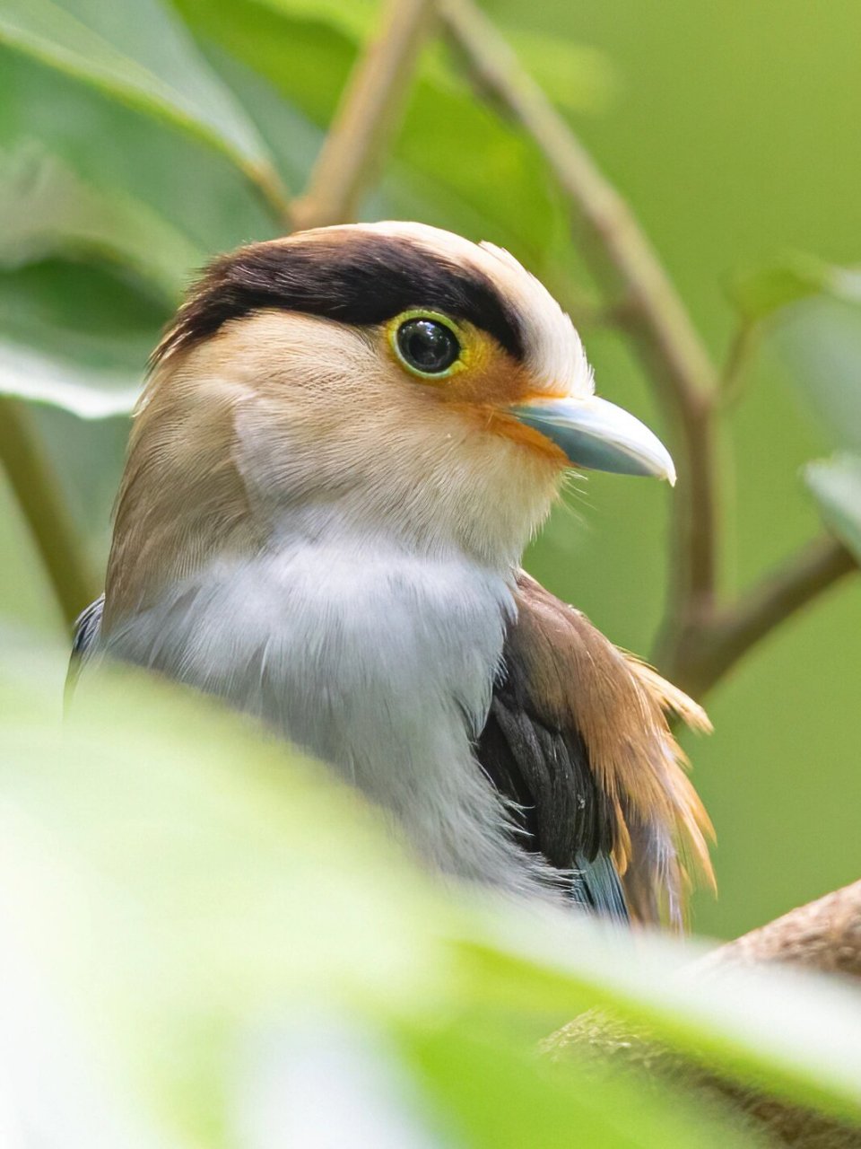 银胸丝冠鸟,雀形目阔嘴鸟科.