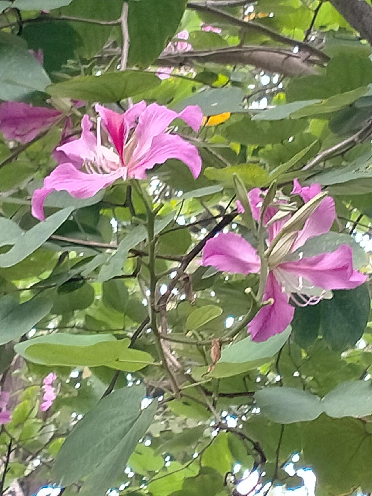 紫荆花的图片和介绍图片