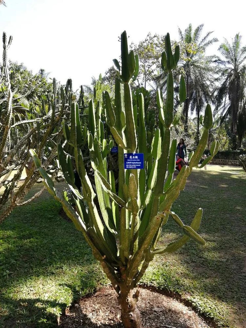 沙生植物 霸王鞭 霸王鞭(学名:euphorbia royleana boiss.