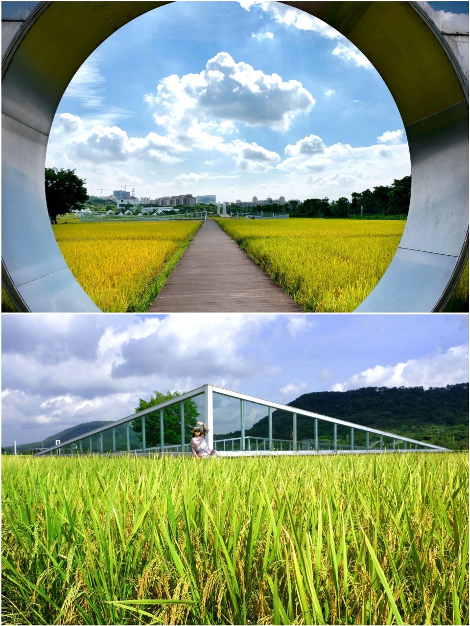 又闻稻谷香一一艾米稻香小镇  暑假去哪儿玩