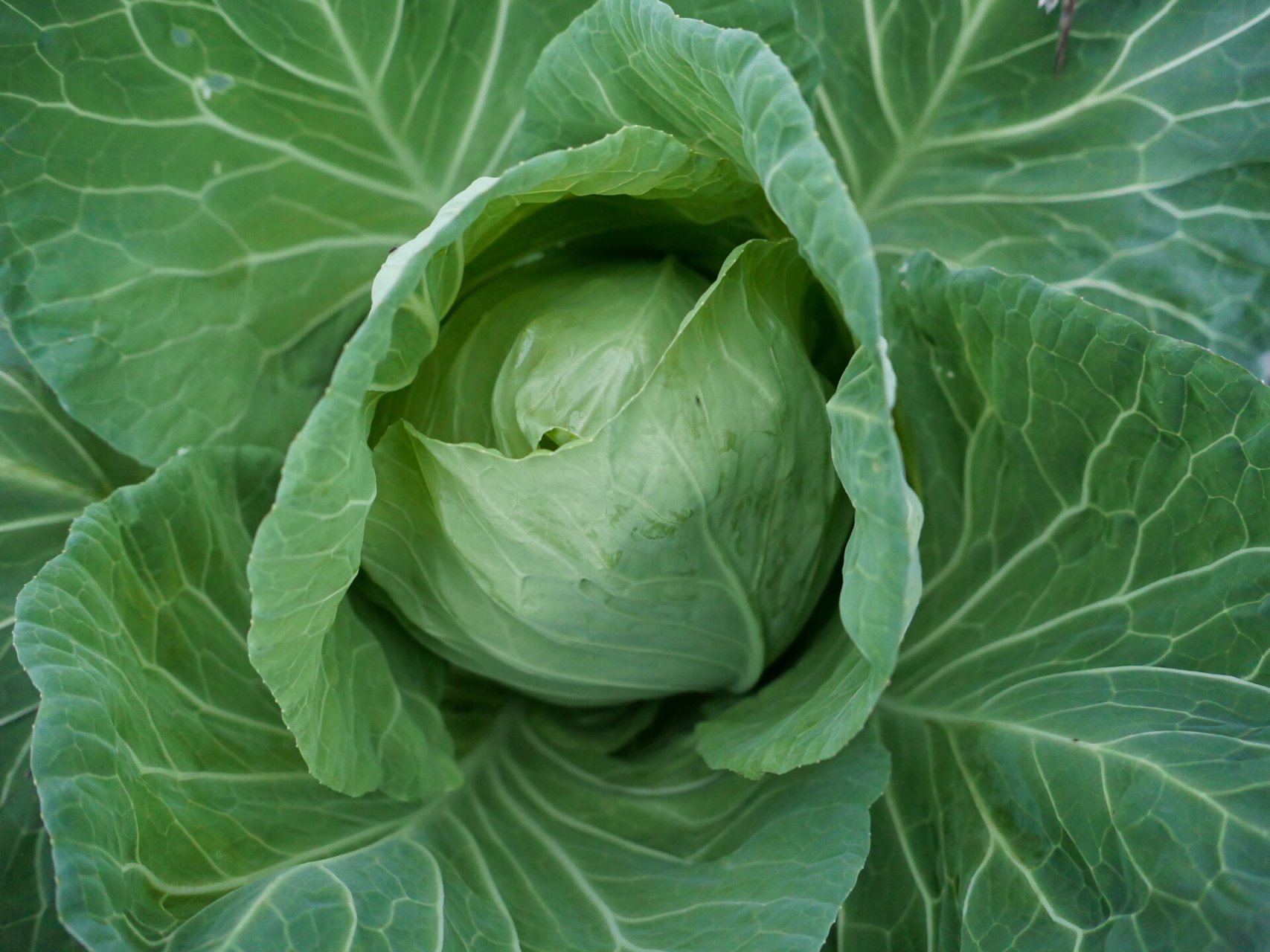 时令蔬植|9 甘蓝 甘蓝(学名:brassica oleracea var.