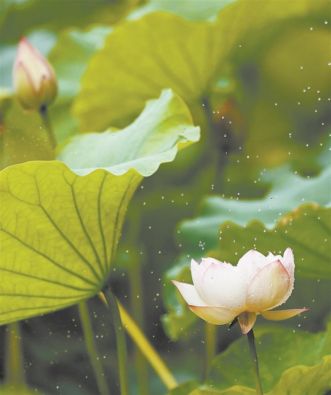 【又见"夏雨荷"】你遇见过泉州公园里美丽的"夏雨荷"吗?