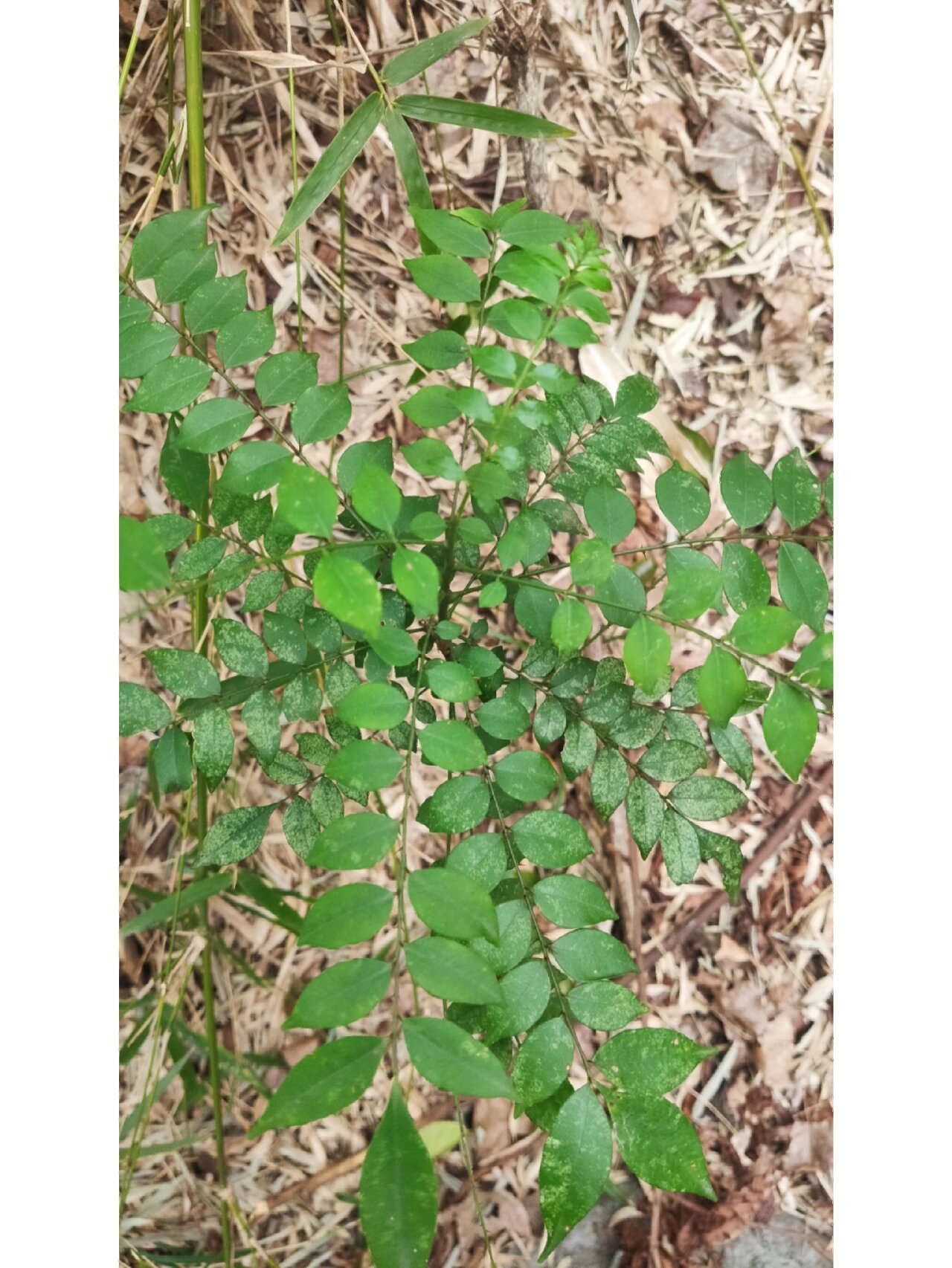 花椒簕 学名:花椒簕,芸香科,花椒属. 就简单理解为一种花椒吧.