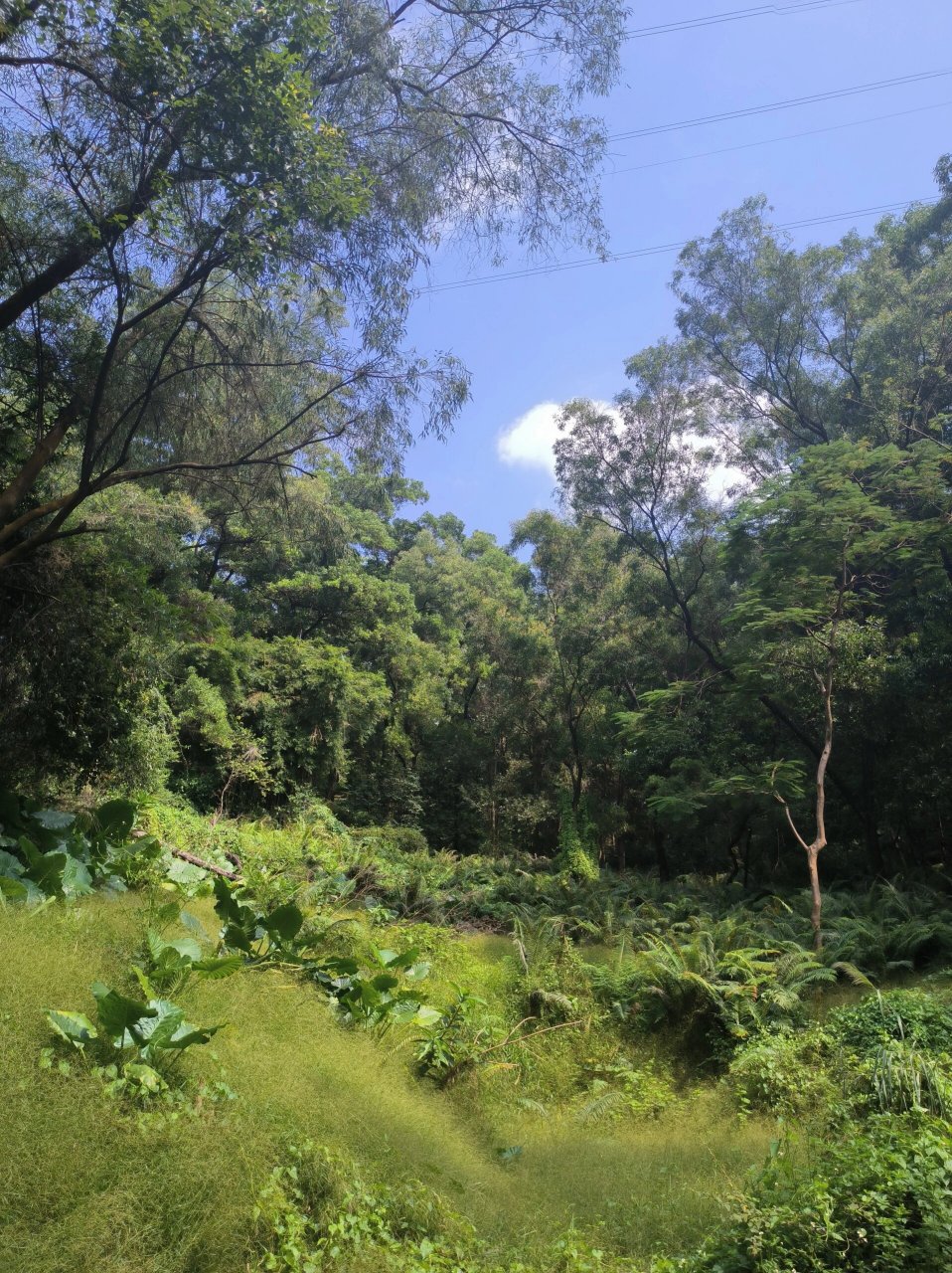 这周是滴水岩森林公园~ 滴水岩森林公园的生态环境很好,位置有点偏,山