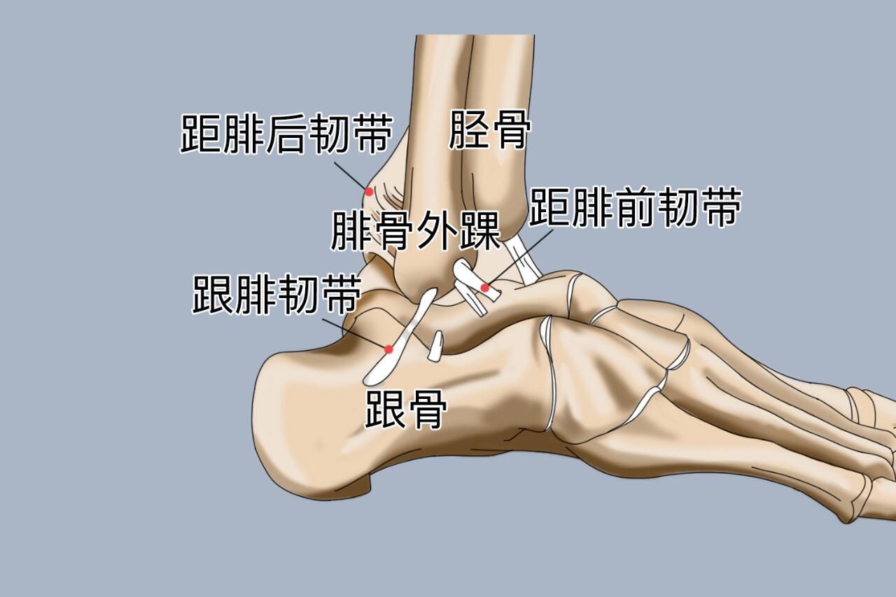 跟腓韧带位置图