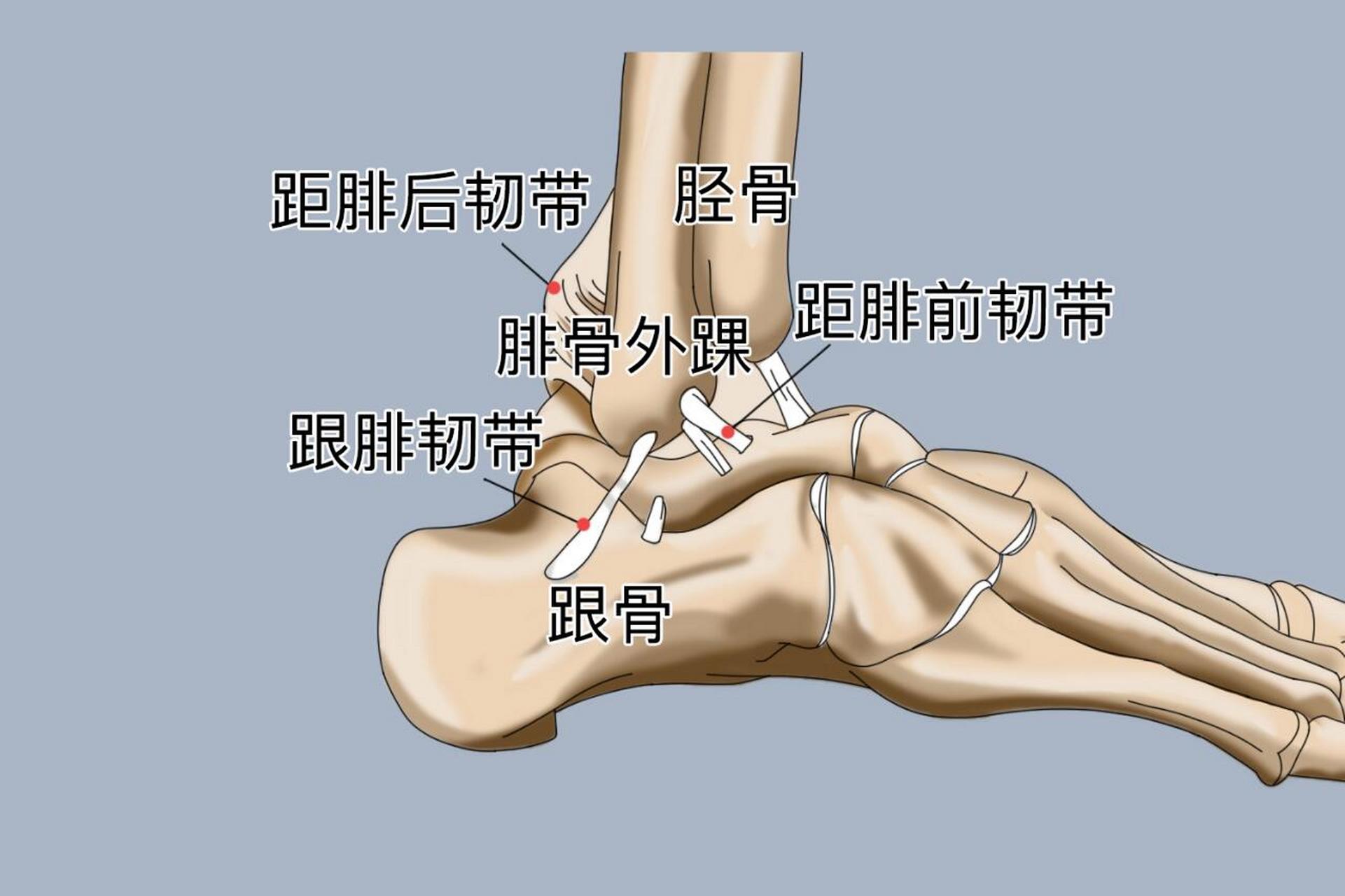 胫距关节面图片