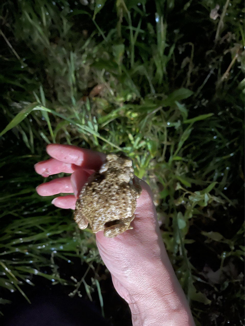 癞蛤蟆儿时的春夏,乡村田间地头玩伴 儿时的春夏,乡