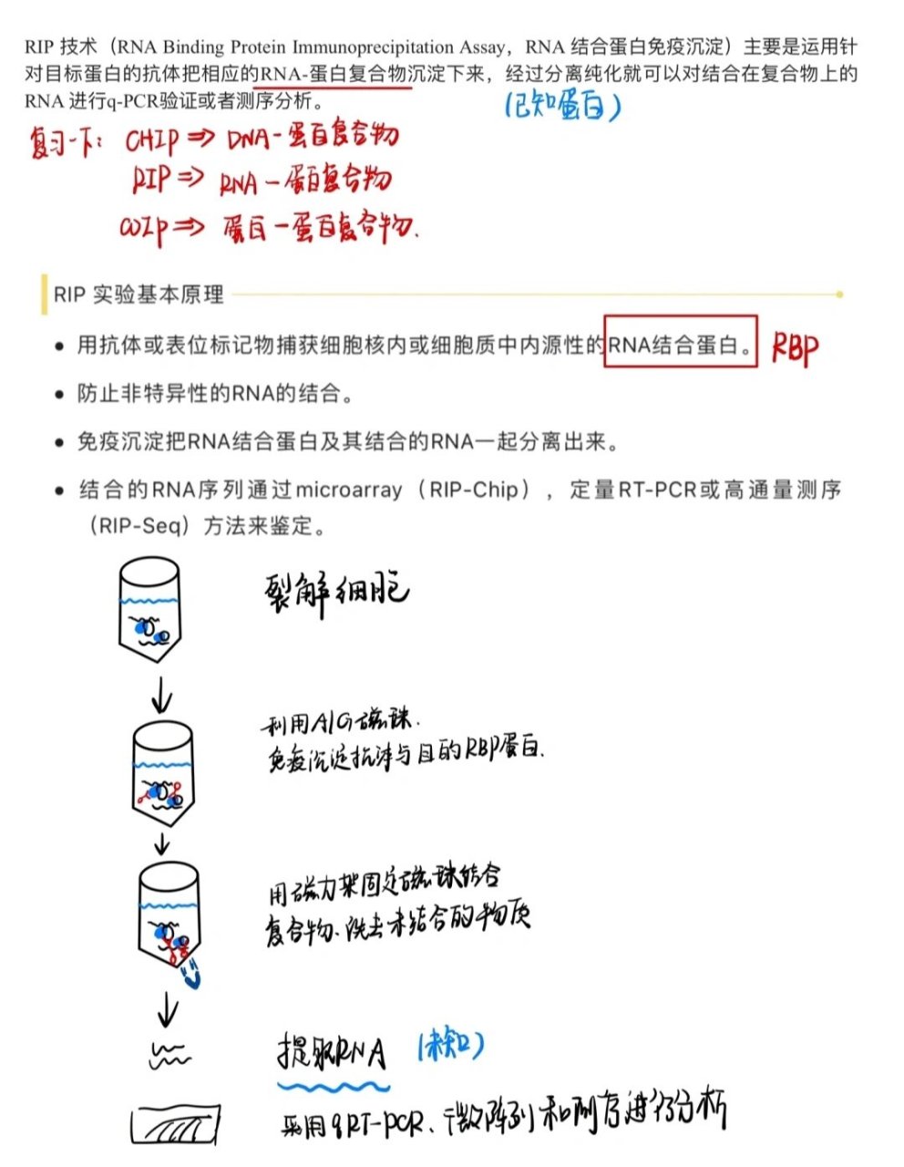 免疫共沉淀流程图图片