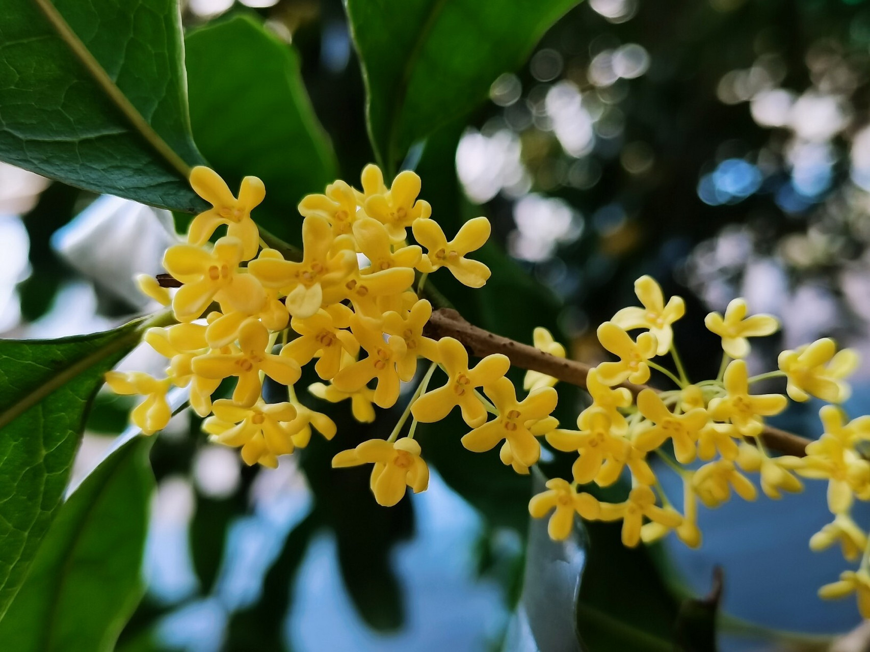 桂花季 超好看的桂花图片 桂花会开,空气会香甜,我们也会越来越好