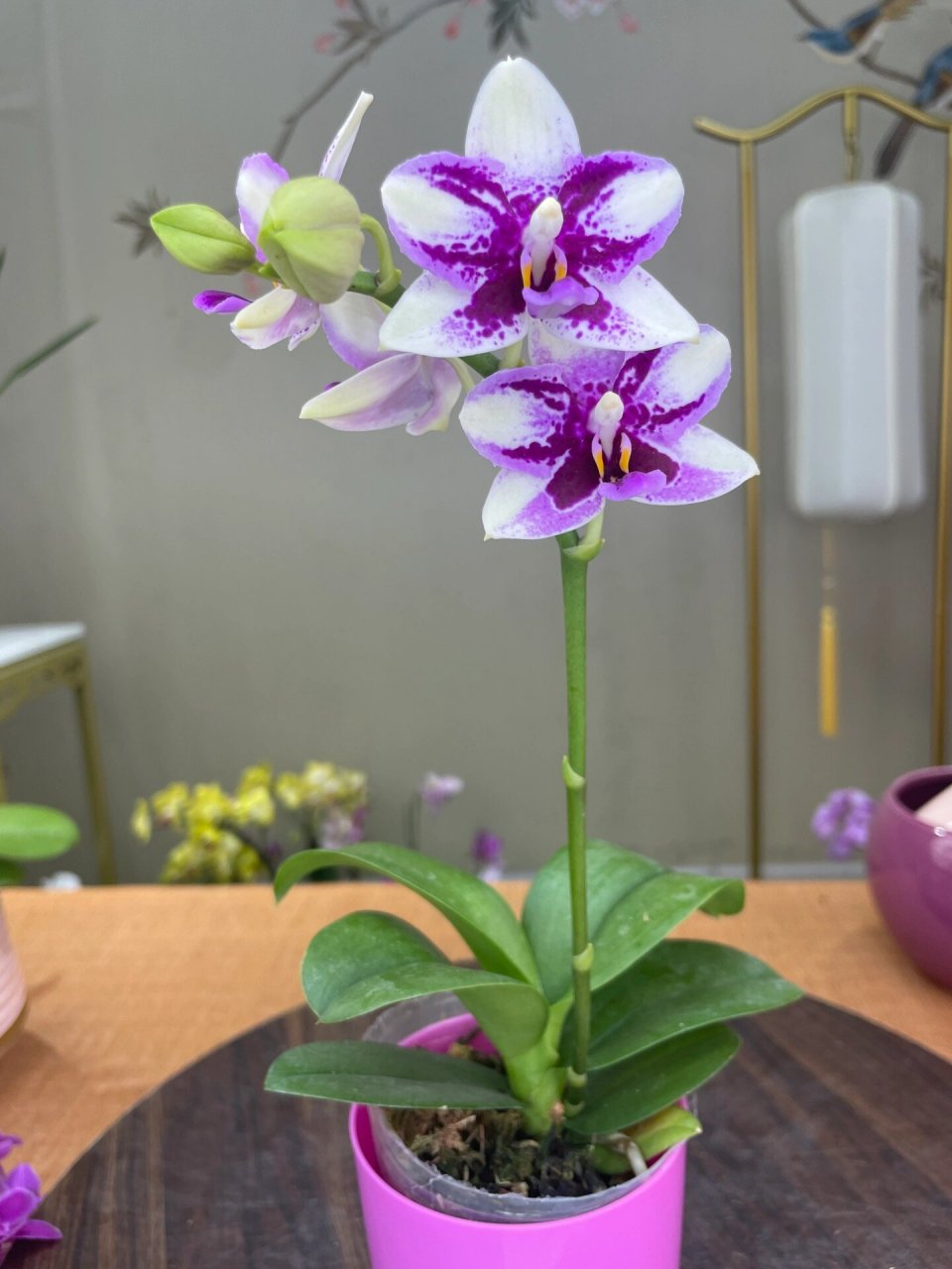 蝴蝶兰紫钻 晚上好,非常感谢大家来到我的直播间,今天我要向大家介绍