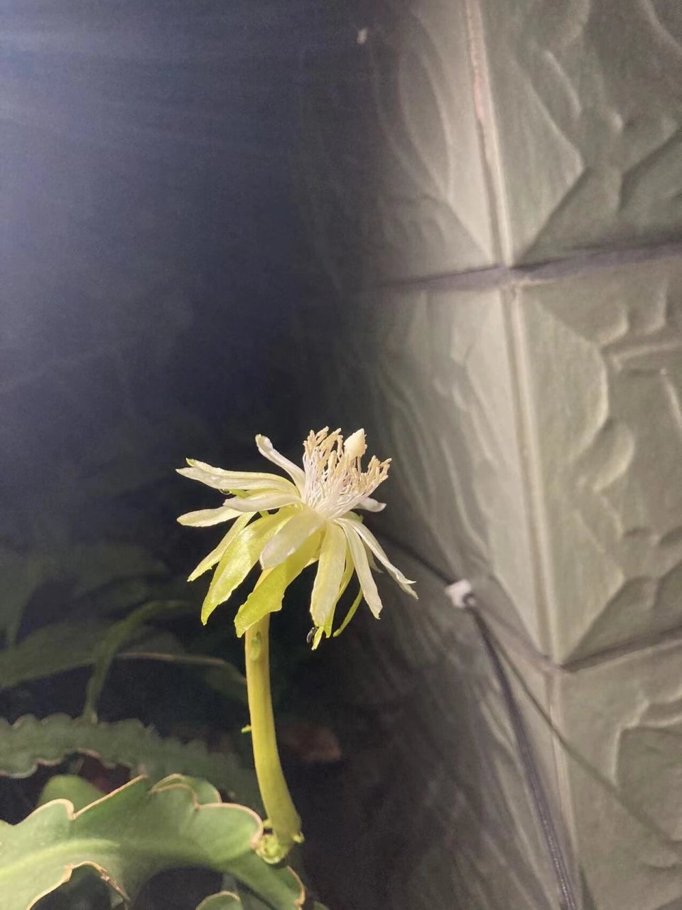 我家的卷叶昙花结果了 种了三年的卷叶昙花.