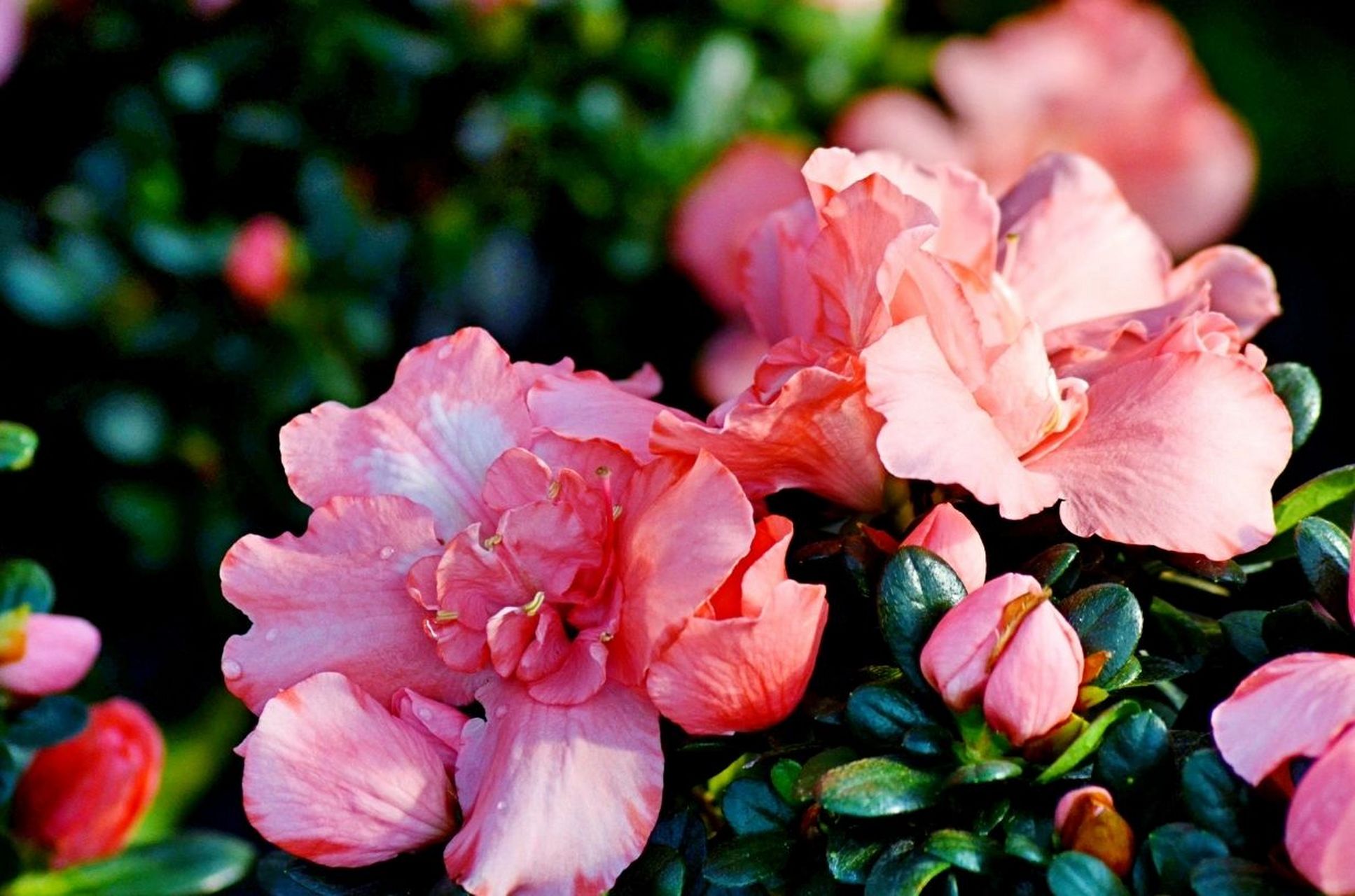 杜鹃花 十大名花之一,春的使者 是最美的花,也是报春的使者 万千红粉