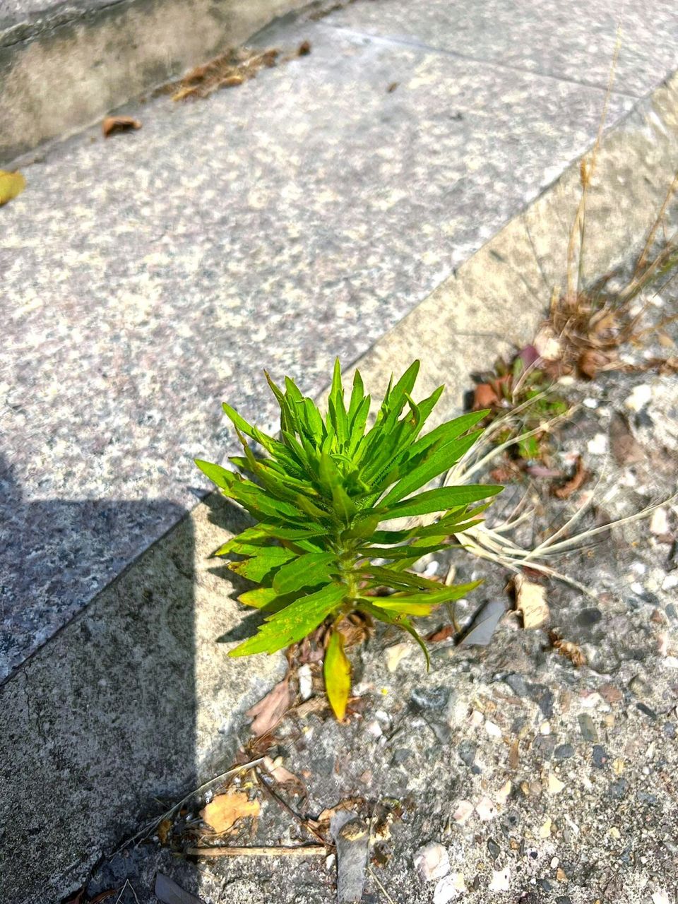 石头缝里的小草 总说小草生命力顽强,任怎么践踏毁坏,来年春天依旧会