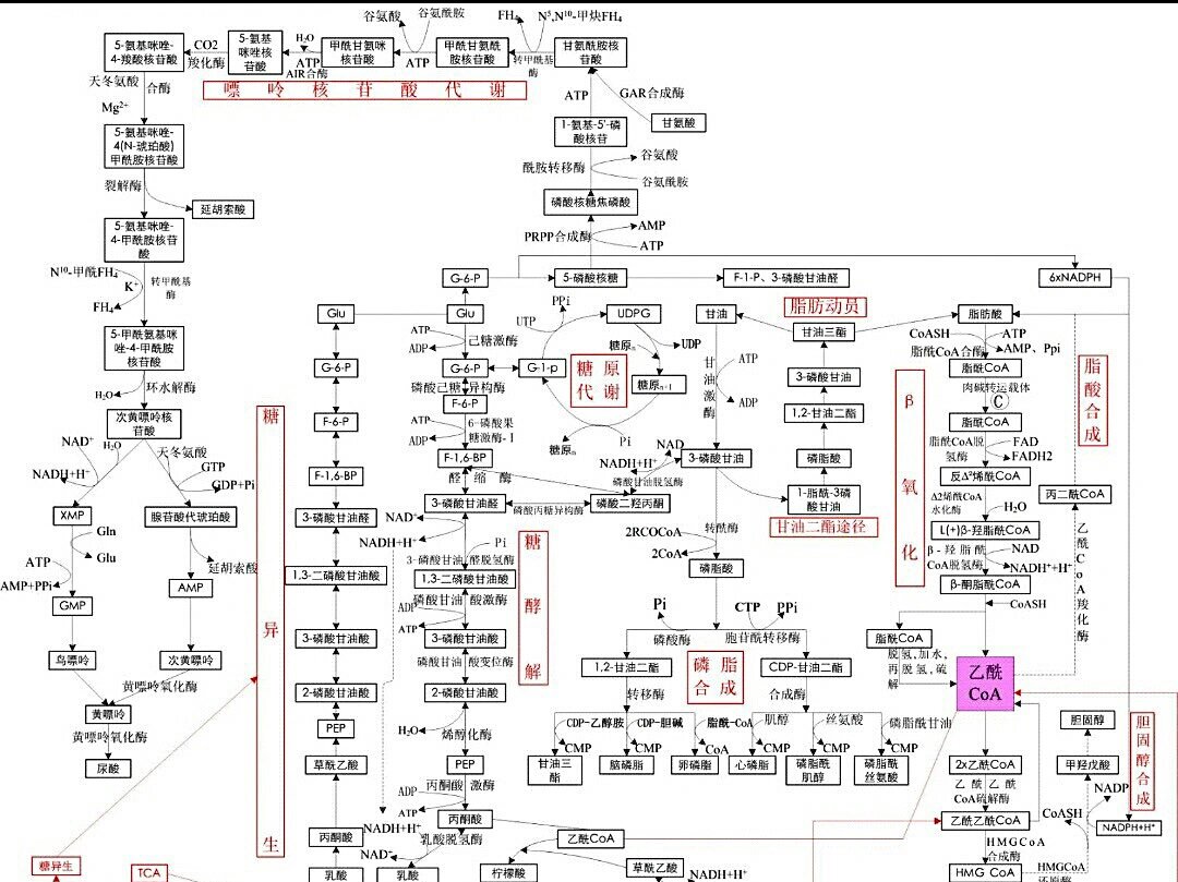 【生物化学代谢图】一张图搞定生物化学代谢7515