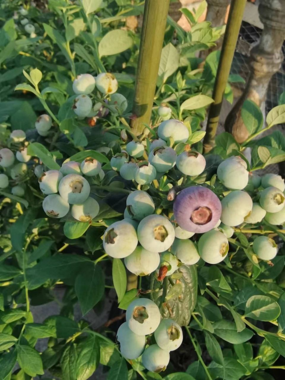 贴一个蓝莓品种选择图鉴 98南高丛的意思是适合南方生长的蓝莓品种