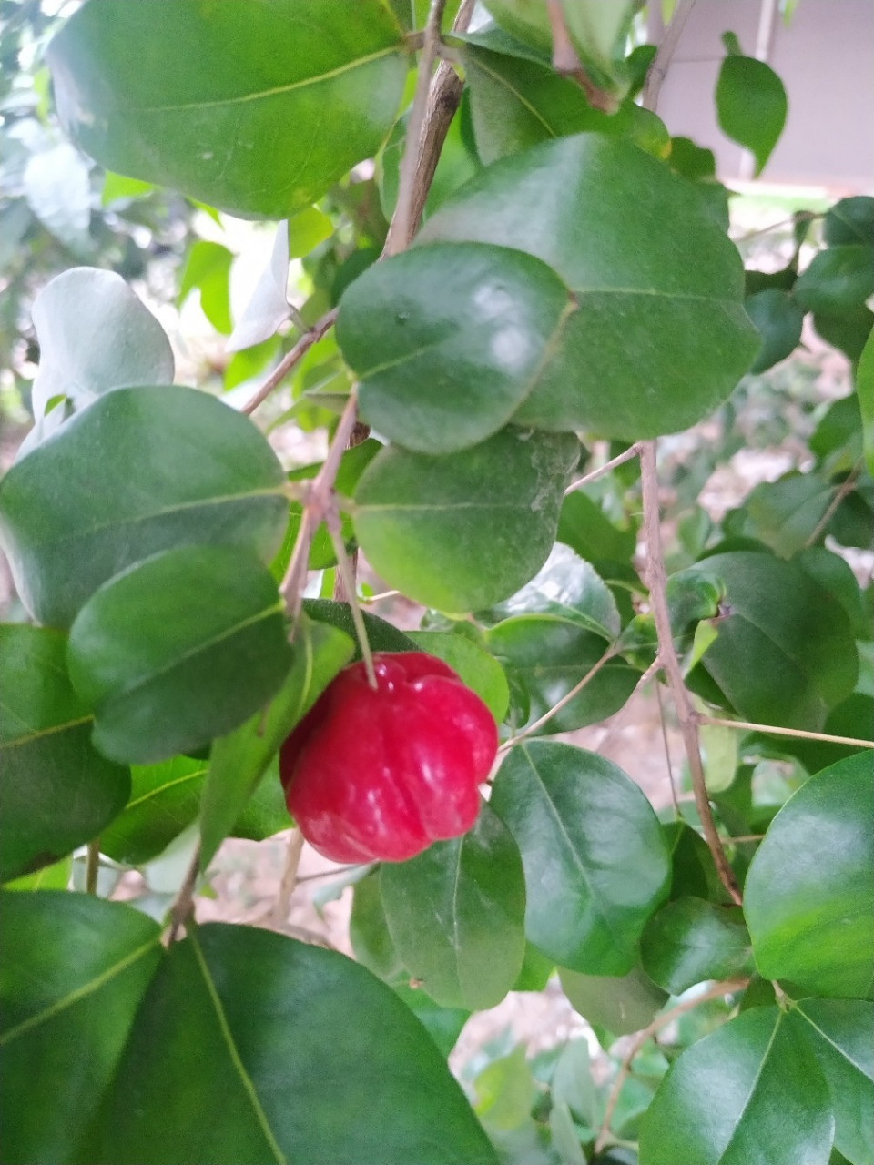 紅果仔可食用,因其果實顏色鮮豔,也有觀賞價值.