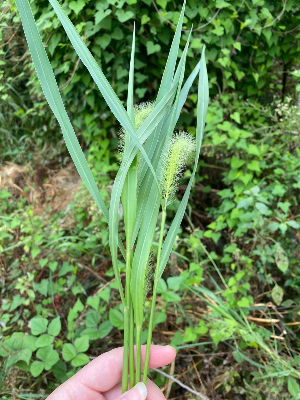 兔子能不能吃狗尾巴草啊?