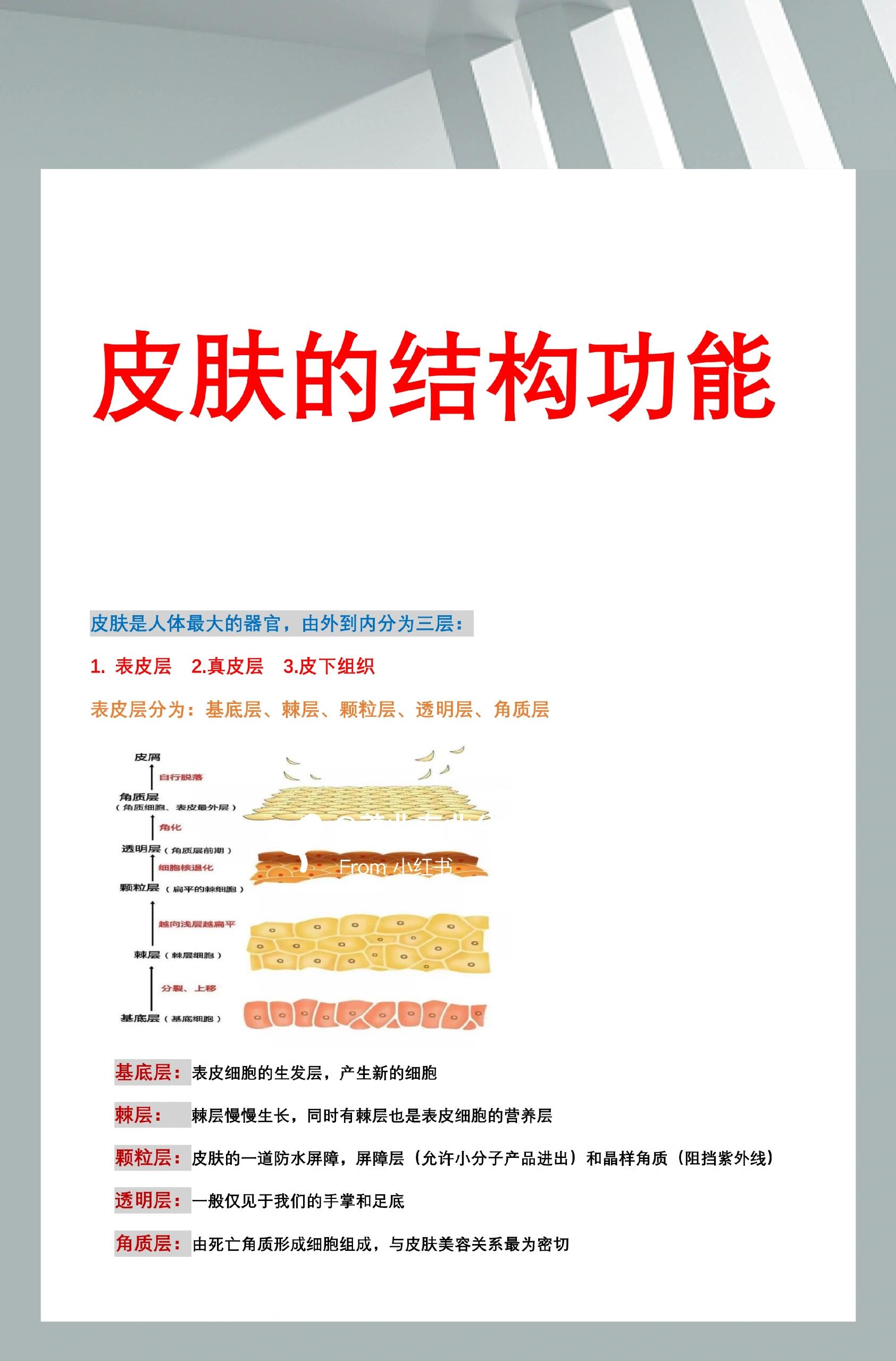 人体表皮细胞结构图图片