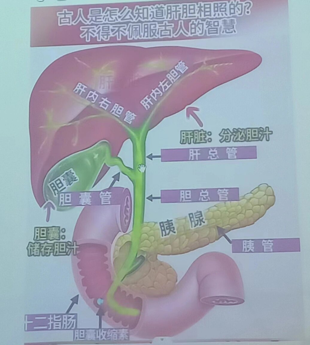 肝和胆的关系图片