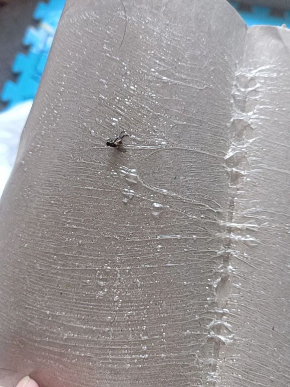 粘苍蝇的板子胶粘衣服上了怎么办 啊,今天为了粘这只苍蝇,结果胶粘