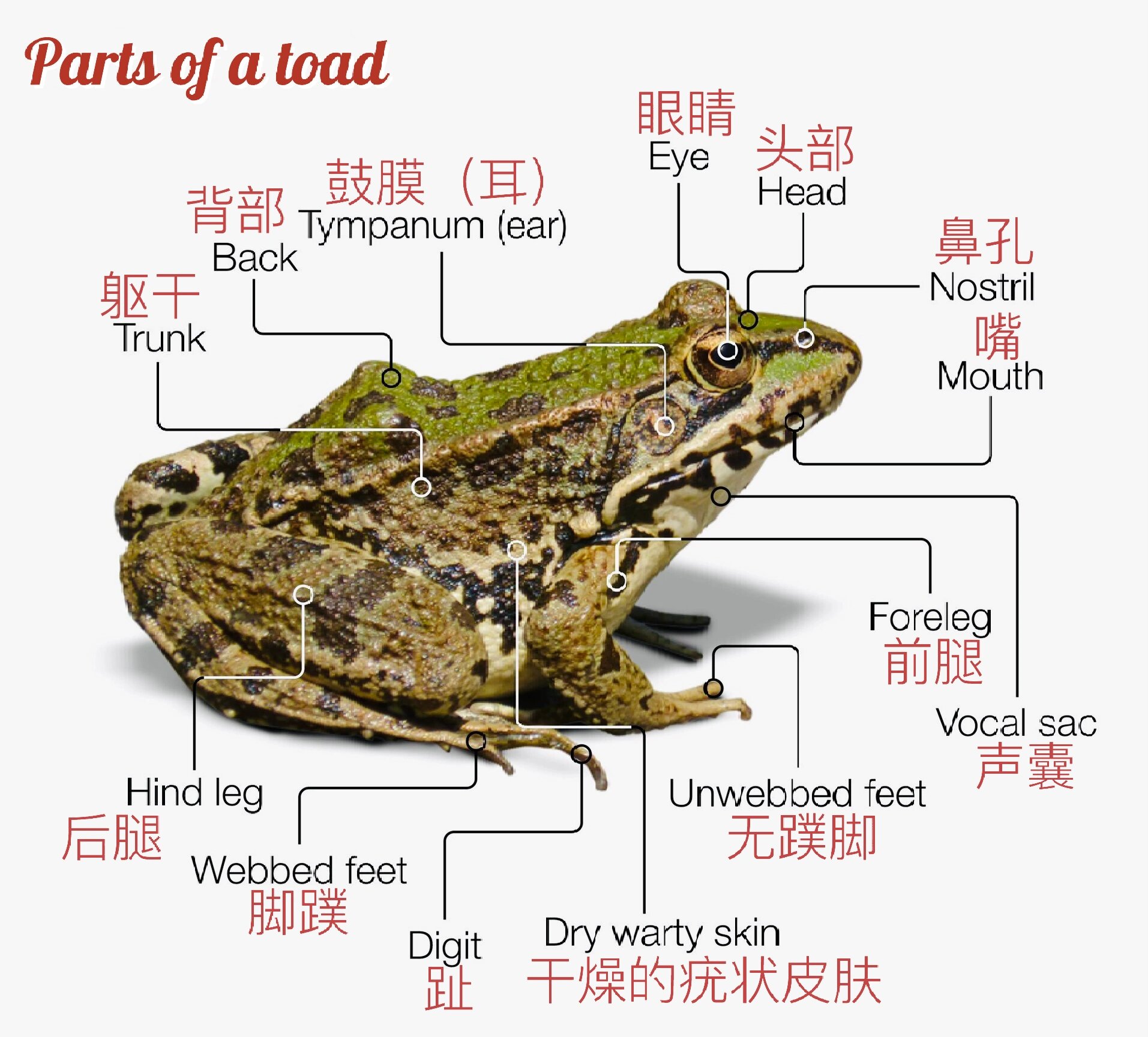 一只蟾蜍🐸的组成部分