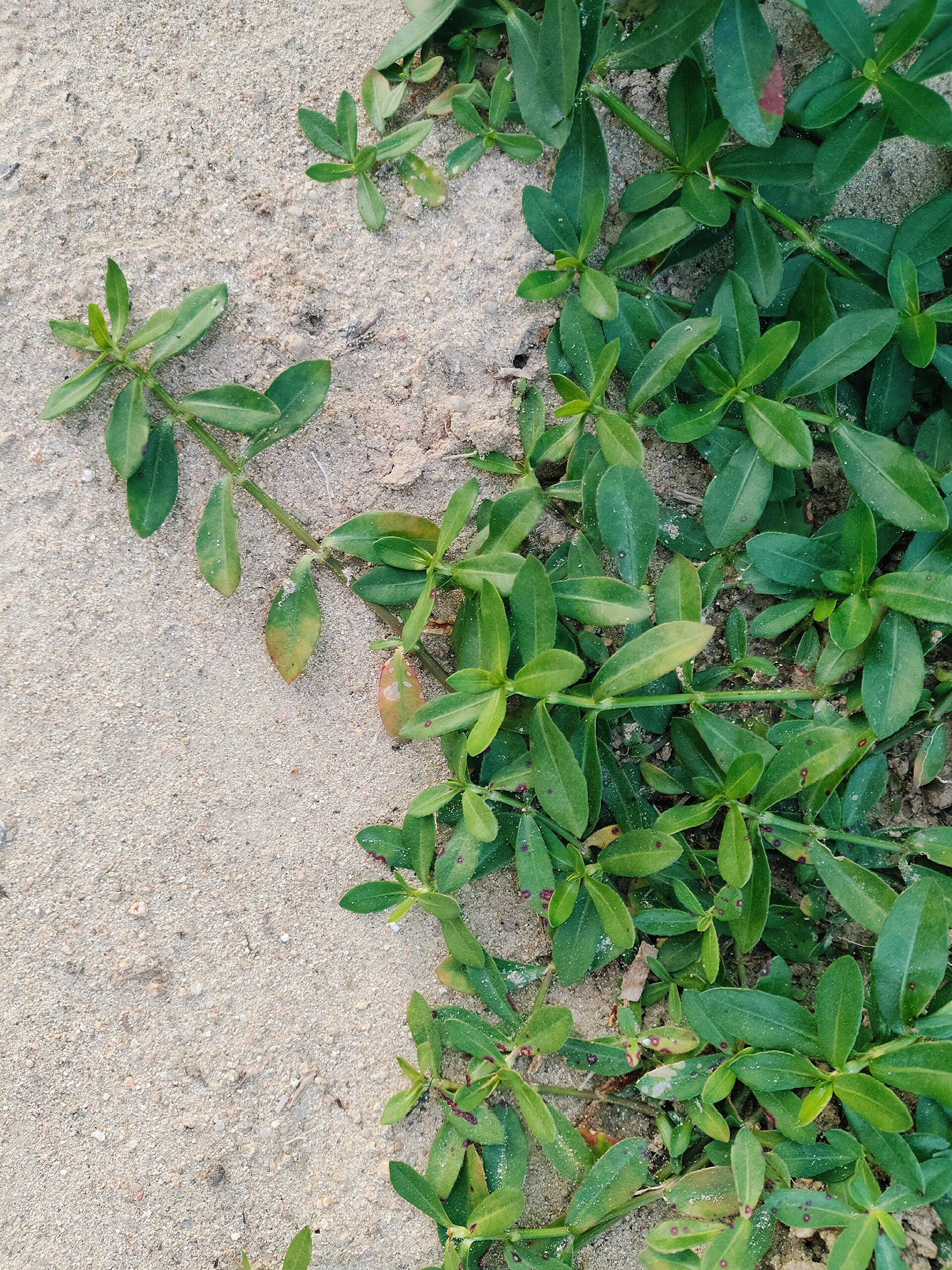 [148]每天认识一种植物—喜旱莲子草