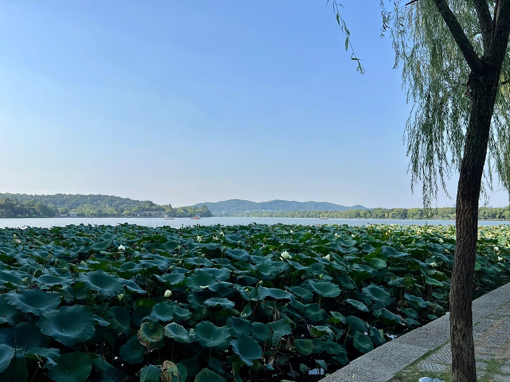 西湖景区——花港观鱼 西湖的荷花开啦 有粉色 有白色  争奇斗艳 大家