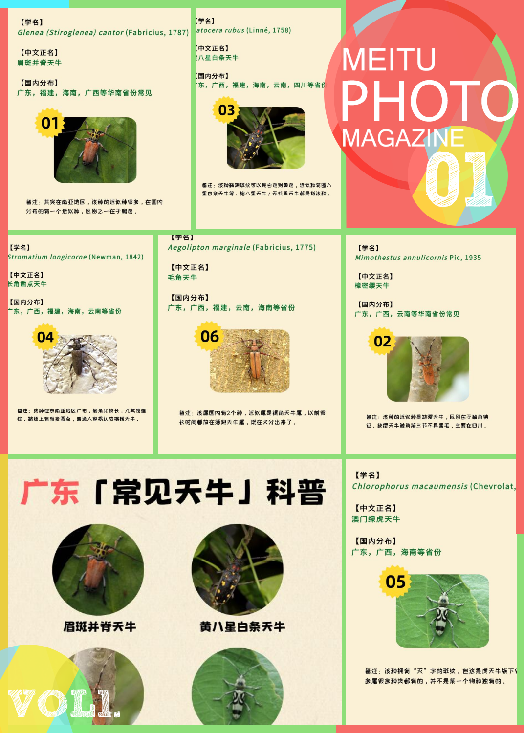 广东常见天牛科普||广东天牛你认识几种?