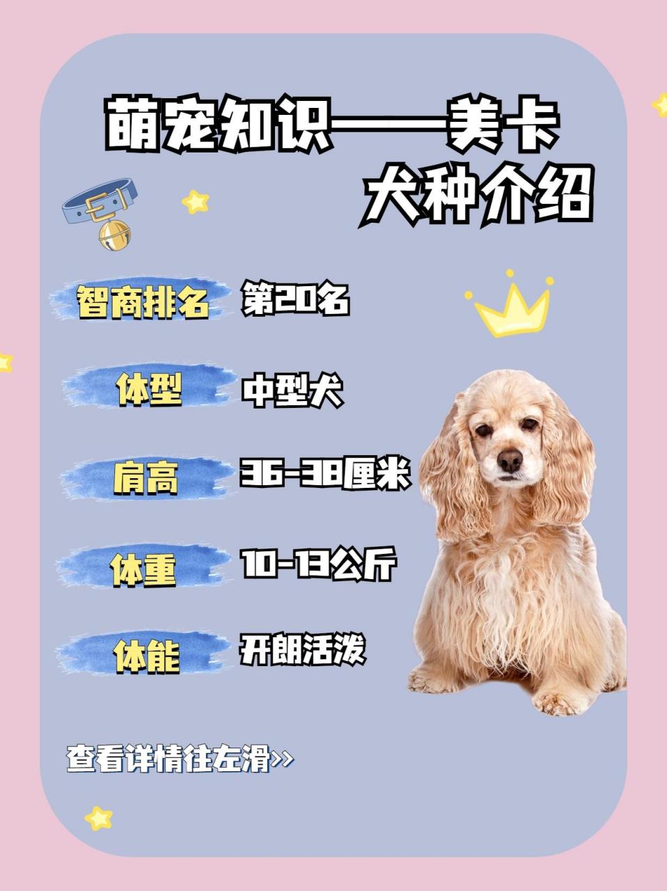 美卡犬犬种介绍——美卡犬的优缺点与价格