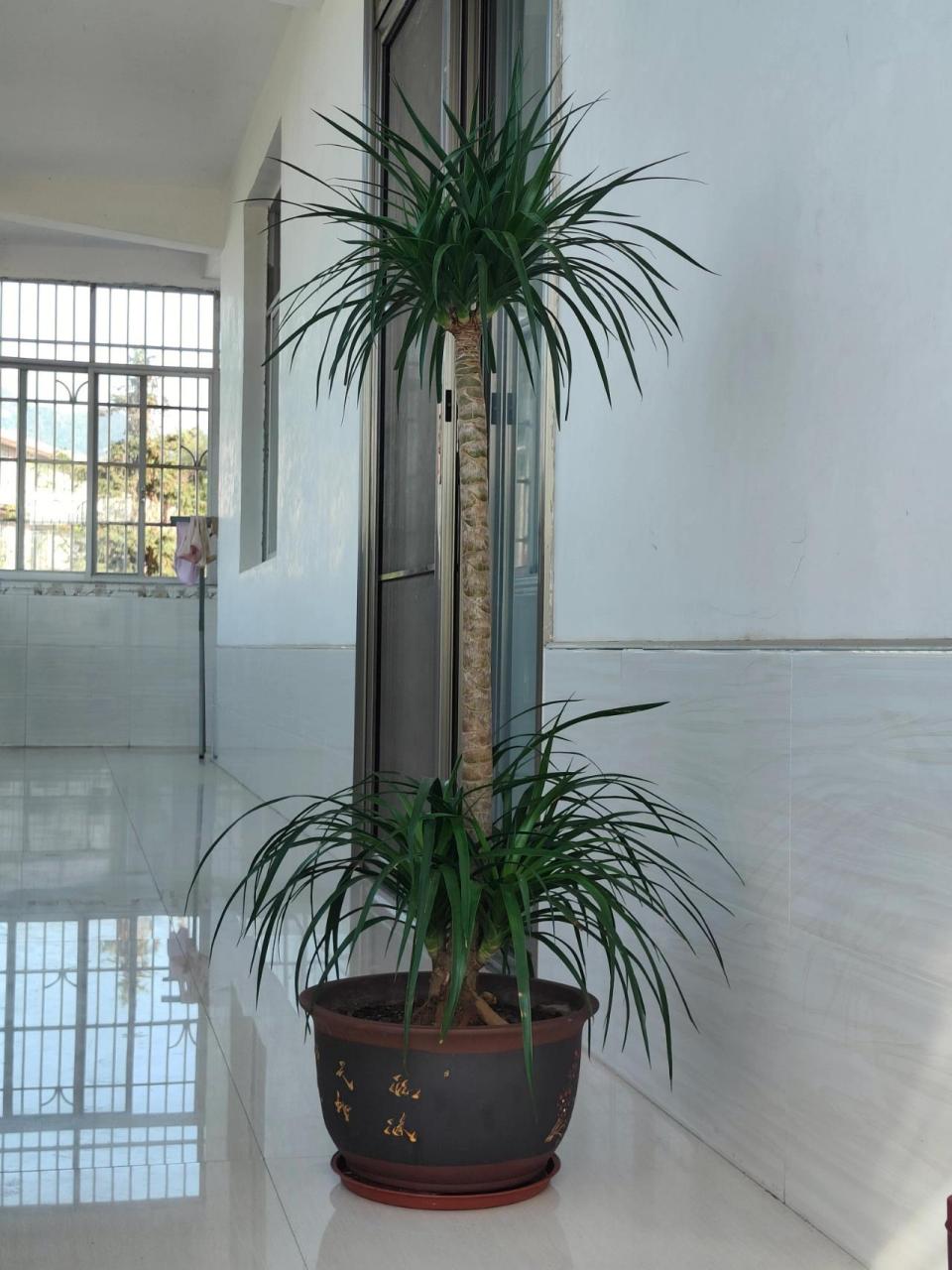 龙血树怎么修剪更好看 长势喜人的双层龙血树,一头凌乱的秀发,上6头