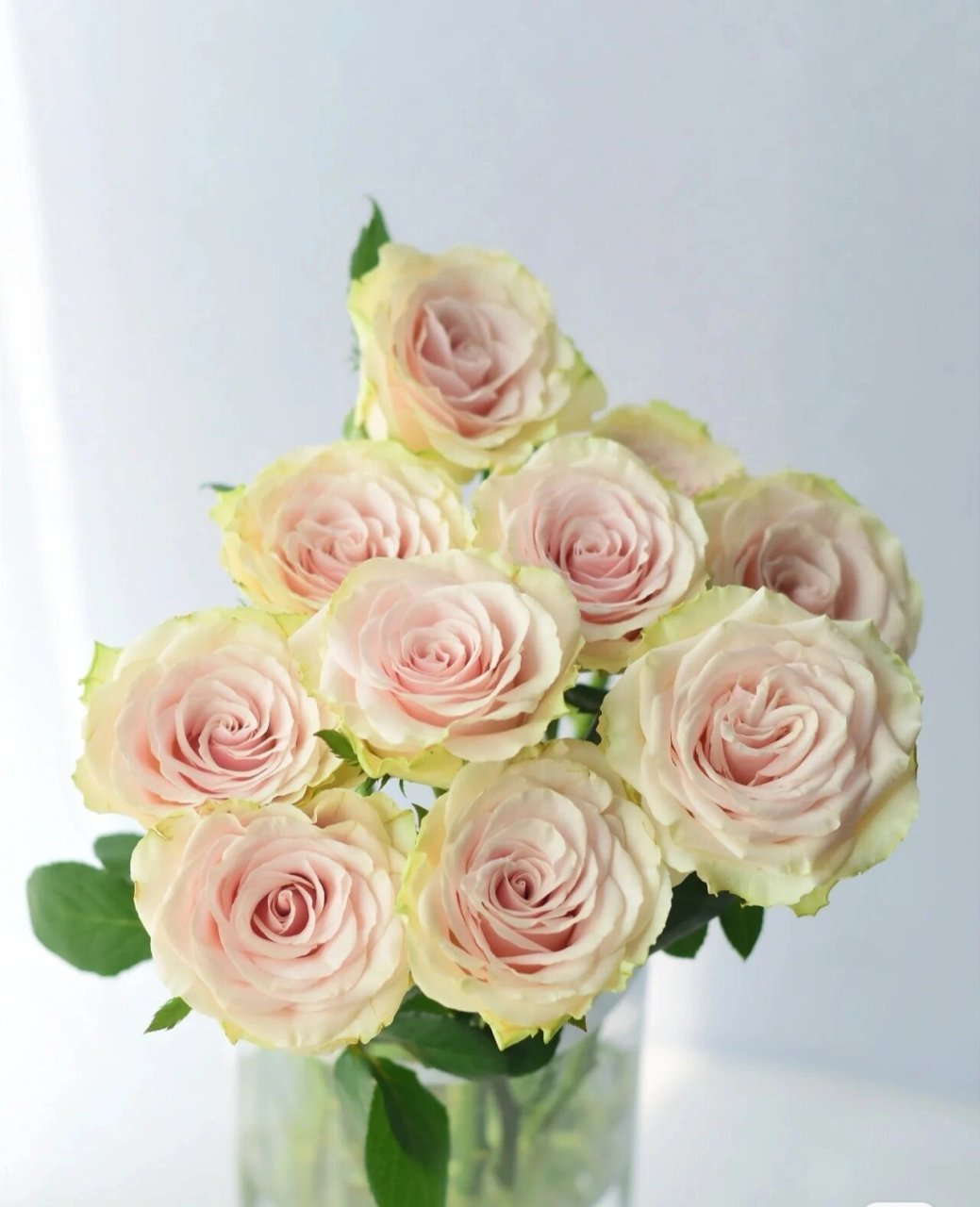 每天认识一种花--庞贝玫瑰 庞贝玫瑰 花瓣绿色,花芯肉粉色系,花期超长