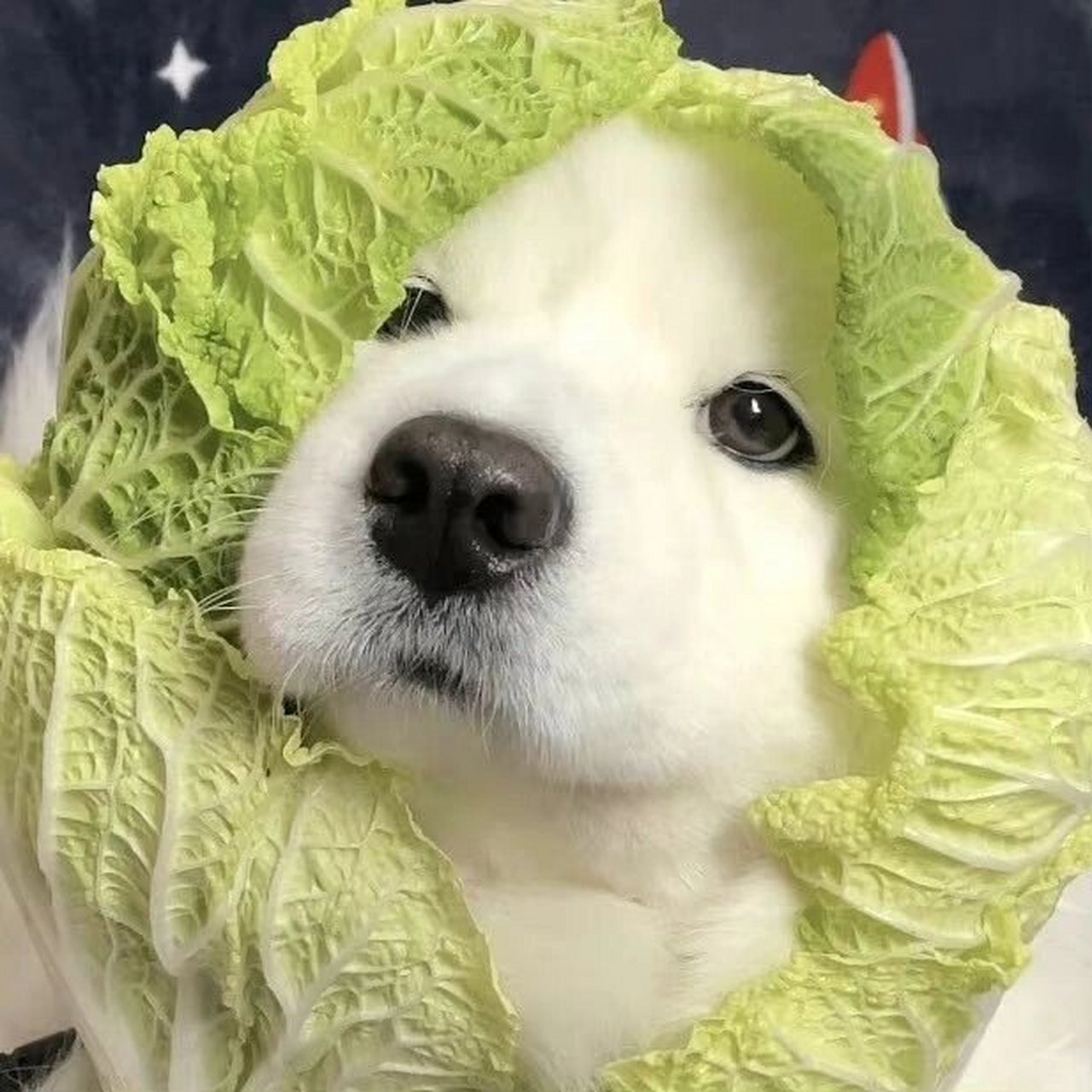 绿绿的情侣头像,可爱狗狗萨摩耶呜呜呜