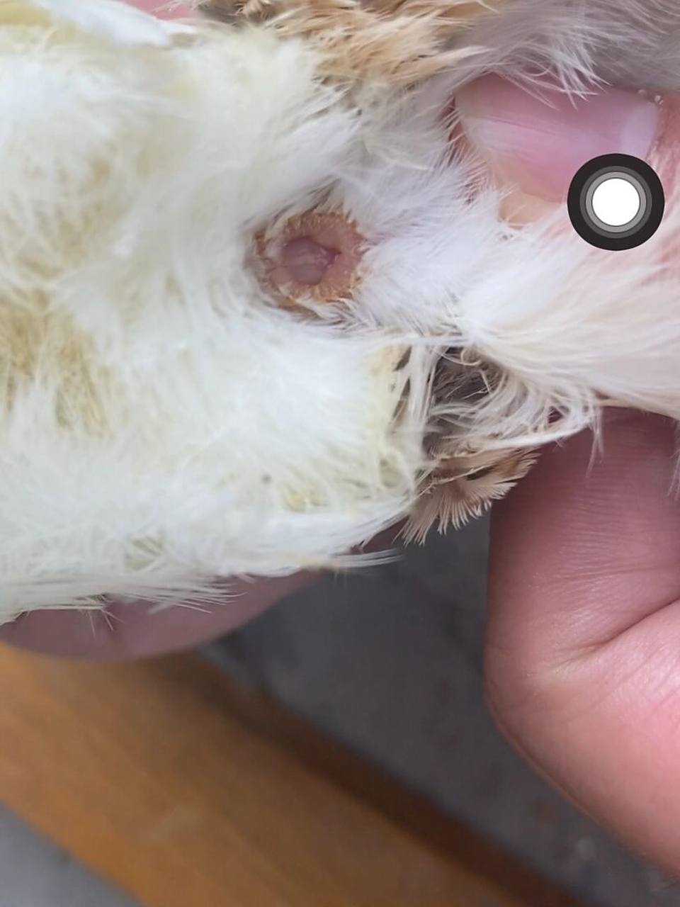 快三十天的沙维鹌鹑怎么分公母呀 p2这个皮炎子是公的嘛