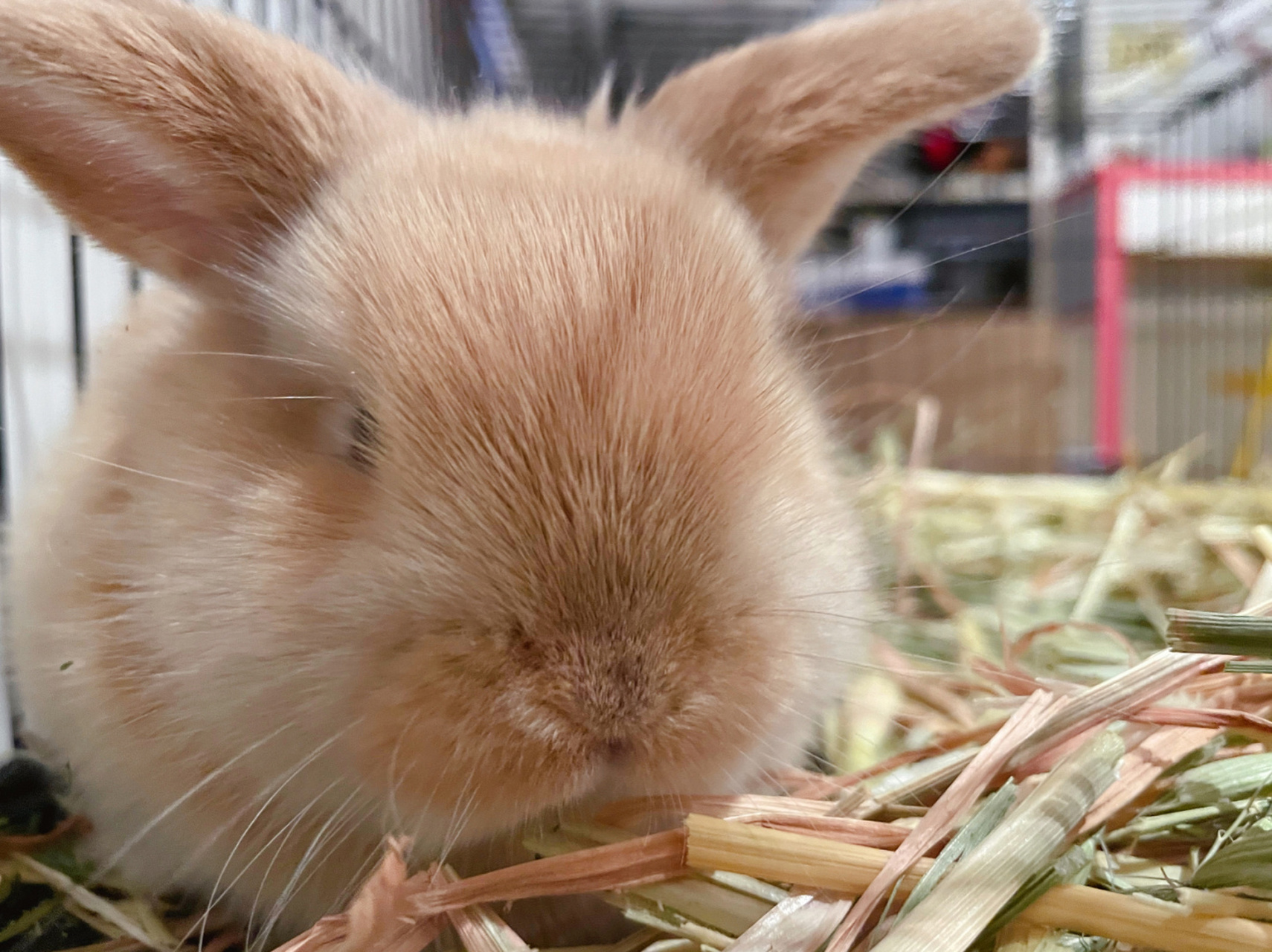 hello 大家好 这是我的新宝宝ruirui,中文名曹宇泽