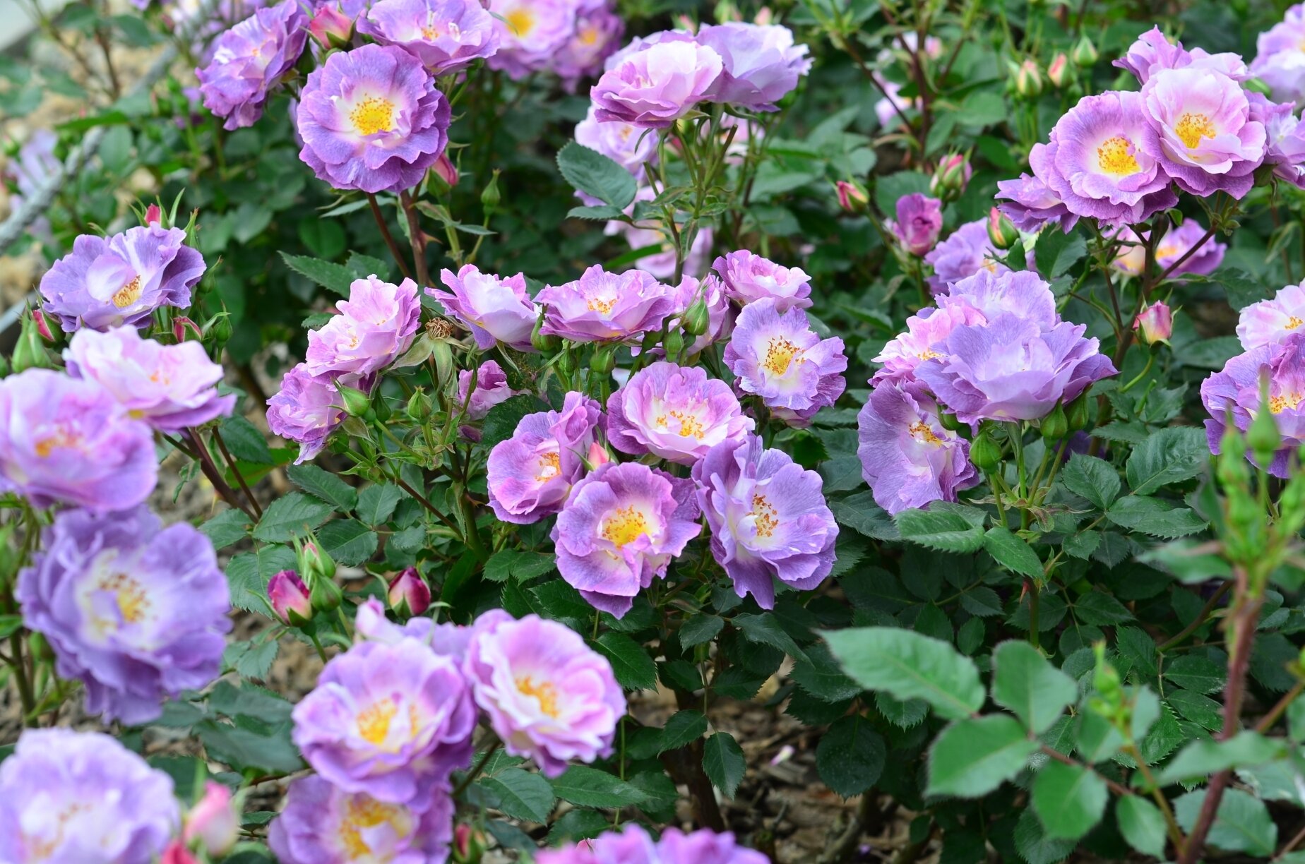 月季 蓝色梦想 一款市场上不怎么流行的月季品种"蓝色梦想",却依然美