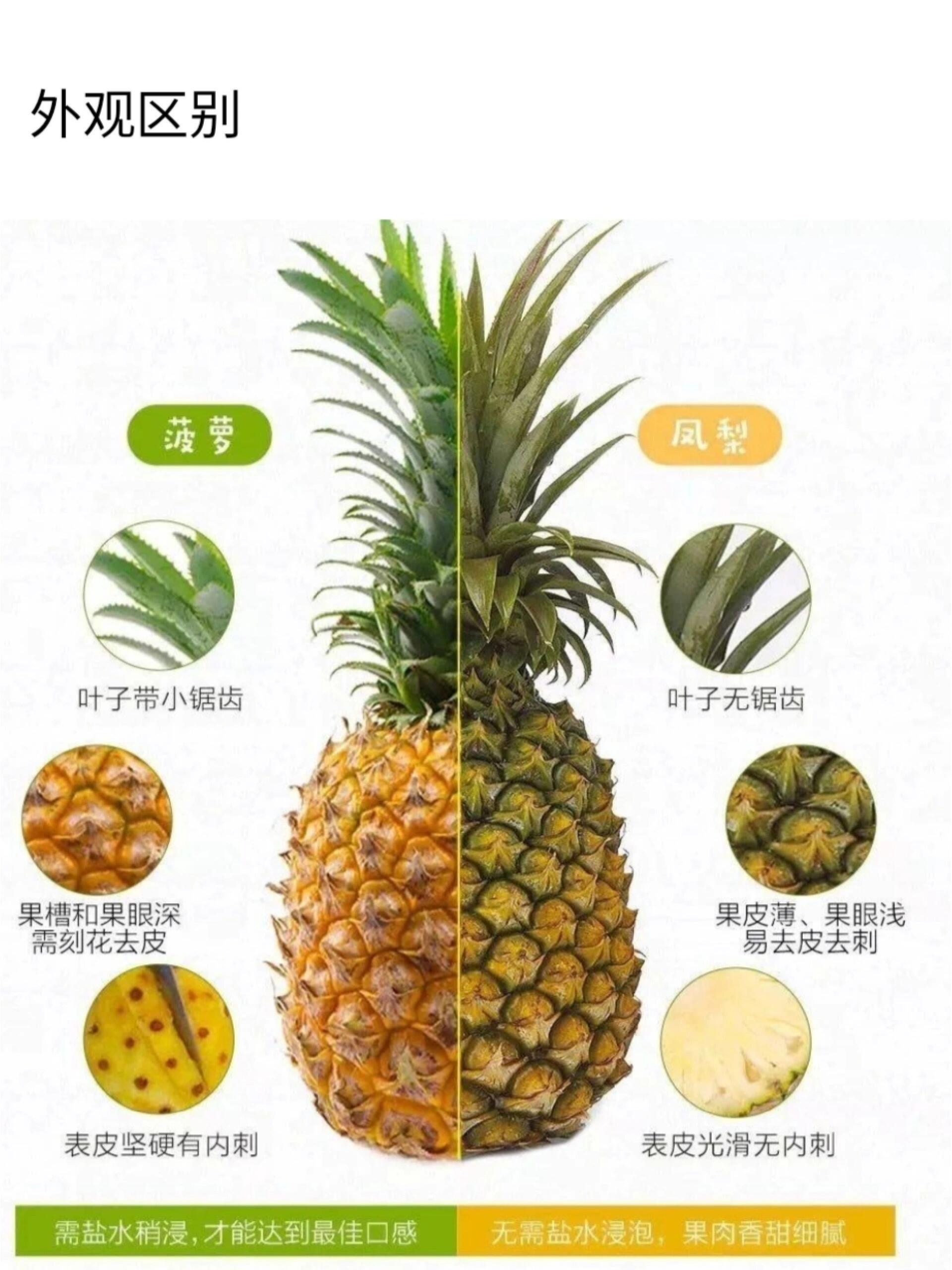金钻凤梨不仅肉厚皮薄刺浅,而且还没有眼,所以它还有"无眼菠萝"的