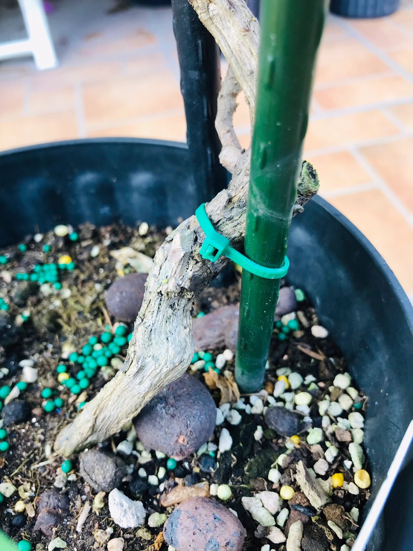 三角梅巴西丁香紫 曾经以为养不活,结果现在长得好好的.