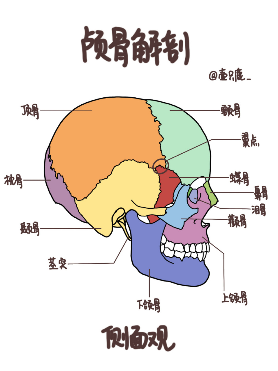 面部骨骼解剖图解大全图片