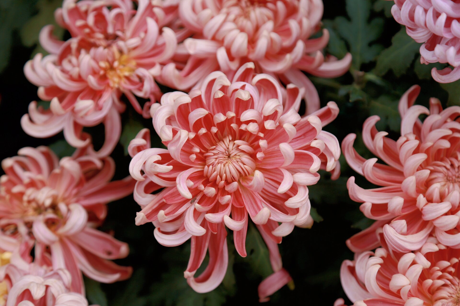 北京国家植物园菊花展 菊花已经进入花期,植物园北园有独本菊2023年10